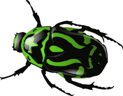 Green Beetle clip art Free vector in Open office drawing svg ( .svg ...