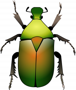 File:Green beetle.svg - Wikimedia Commons