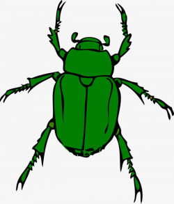 Green Beetle, Green, Beatles, Animal PNG Image and Clipart for Free ...