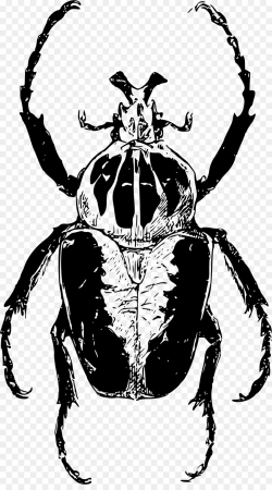 Atlas beetle Goliathus Clip art - beetle png download - 1348*2400 ...