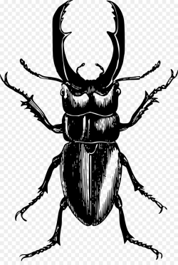 Beetle T-shirt Ladybird Clip art - beetle png download - 1636*2400 ...