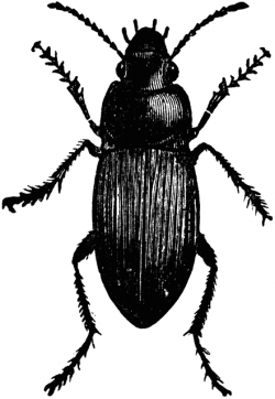 Murky Ground Beetle | ClipArt ETC