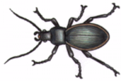Free Ground Beetle Clipart
