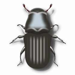 Pine Beetle Icons PNG - Free PNG and Icons Downloads