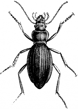 Common Ground Beetle | ClipArt ETC