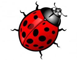 Beetle clipart insect - Pencil and in color beetle clipart insect