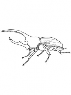 Hercules Beetle coloring page | Free Printable Coloring Pages
