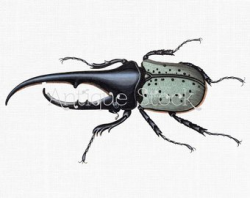 Hercules beetle | Etsy