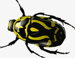 Yellow Markings Beetle, Yellow, Insect, Hard Shell Insects PNG Image ...