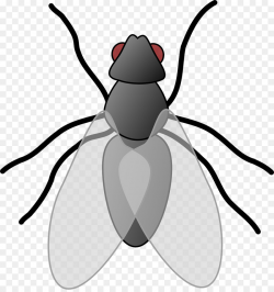 Beetle Insect wing Clip art - Gray flies png download - 1210*1280 ...
