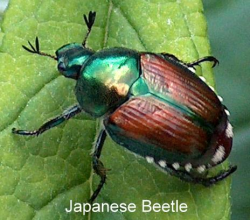 Skeletonized Leaves? Rosebuds with Chewed Petals? = Japanese Beetles ...