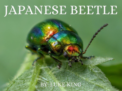 Beetles Of Japan by Luke King