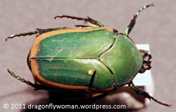 What is a June Bug? | The Dragonfly Woman