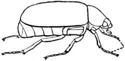 June Bug Drawing at GetDrawings.com | Free for personal use June Bug ...