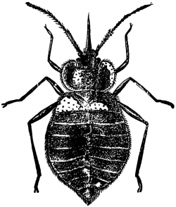 Bedbug 20clipart | Clipart Panda - Free Clipart Images