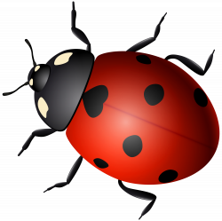 Ladybird Beetle Clip art - beetle 8000*7979 transprent Png Free ...
