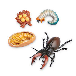 Incredible Creatures® Stag Beetle Life Cycle - Set of 4 Pieces