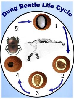 Dung Beetle life cycle. | Isopod: An online study guide. | Pinterest ...