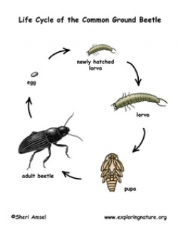 Life Cycle of a Beetle | Life Cycle of Mountain Pine Beetle; Ink ...
