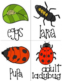 Ladybug Life Cycle: Reader, Worksheets, and Flash Cards by Speech Bee