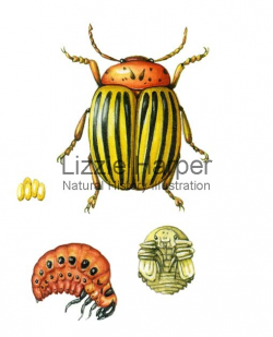 Colorado Beetle - life cycle – Lizzie Harper Illustration ...
