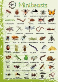 Go on a minibeast hunt and ask children to tick the boxes as they ...