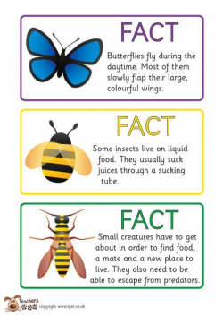 Teachers Pet - FREE minibeast fact cards | Science and Science ...