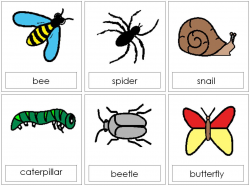63 best Minibeasts images on Pinterest | Learning resources ...