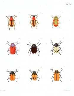 117 best BeeTLeS images on Pinterest | Beetles, Beautiful bugs and ...