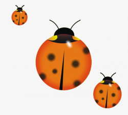 Ladybug, Beetles, New Wife, Lady Bug PNG Image and Clipart for Free ...