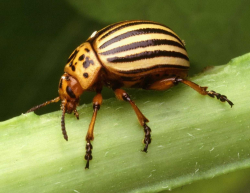 Learn about Nature | Potato Beetles - Learn about Nature