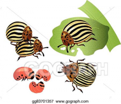 EPS Illustration - Colorado potato bug. Vector Clipart gg83701357 ...