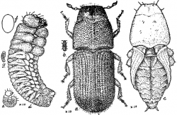 Pine Beetle Stages | ClipArt ETC