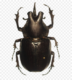 Beetle Dynastinae Clip art - Beetle PNG Transparent Images png ...