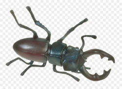 Japanese rhinoceros beetle - Insect png download - 1200*877 - Free ...