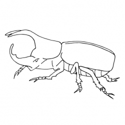 Rhinoceros Beetle Drawing at GetDrawings.com | Free for personal use ...