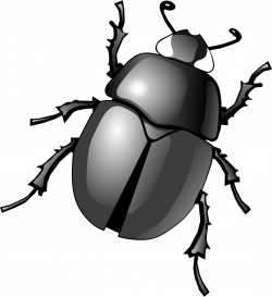 Dung beetle Clip art - beetle 1097*1200 transprent Png Free Download ...