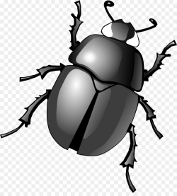 Dung beetle Clip art - beetle png download - 1097*1200 - Free ...