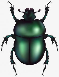 Dark Green Beetle, Dark Green, Green, Scarab PNG Image and Clipart ...
