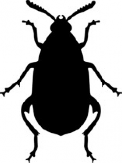 Search Results for Beetle - Clip Art - Pictures - Graphics ...
