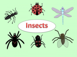 FREE INSECT CLIP ART (ant, ladybug, beetle, fly, dragonfly,spider ...