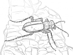 Six Spotted Tiger Beetle coloring page | Free Printable Coloring Pages