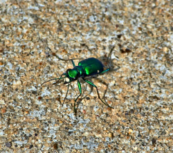 Free photo Six-spotted Tiger Beetle - Max Pixel