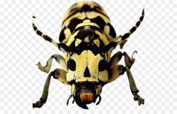 Longhorn beetle Weevil Scarab Terrestrial animal - Spotted beetles ...