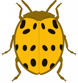 Yellow And Black Spotted Beetle Clip Art at Clker.com - vector clip ...