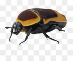Stag beetle Drawing Clip art - Beetles png download - 876*1140 ...