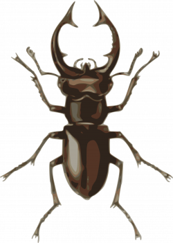 Clipart - stag beetle (lucanus elephas)