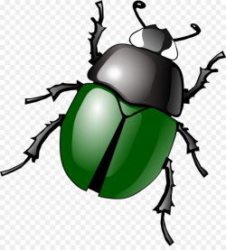 Beetle Software bug Clip art - Beetle Cliparts png download - 1097 ...