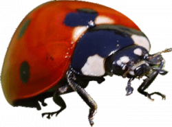Ladybug | Transparent Background | Pinterest