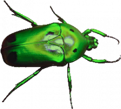 Free Insect Gifs - Insect Animations - Clipart